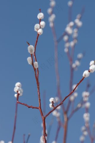 马鞭草，科，柳，春天，性质