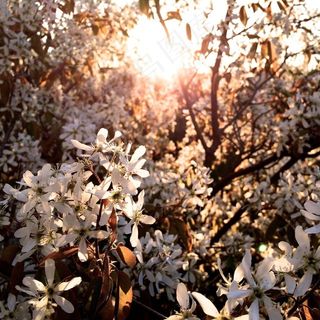 树,自然公园,日本樱花,土地,樱桃花,春天绽放树阳光