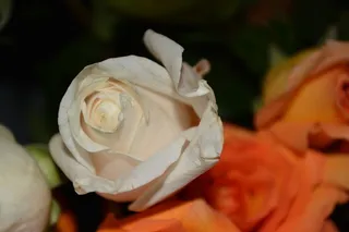 鲜花，玫瑰，野花，宏，花的，植物