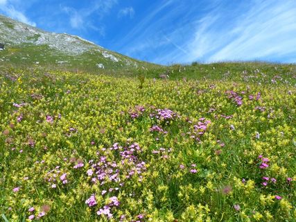 安德洛斯嘎嘎声锅，花，黄色