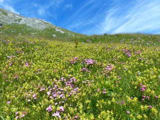 安德洛斯嘎嘎声锅，花，黄色