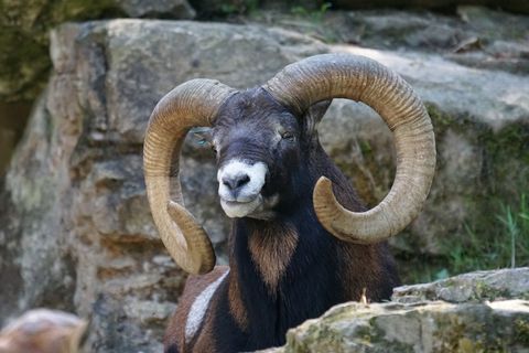 Mouflon，登山者，山