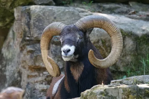 Mouflon，登山者，山