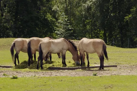 普氏原羚的马，马，塔林动物园，濒临灭绝
