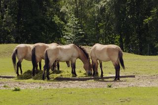 普氏原羚的马，马，塔林动物园，濒临灭绝