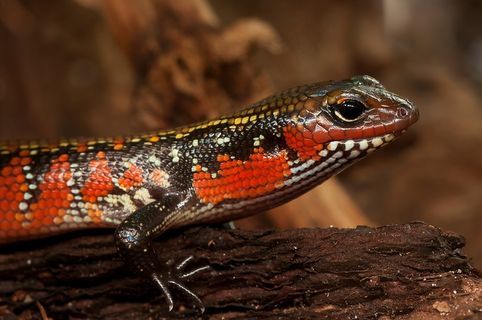 Splendor Skink，Skink，Riopa Fernandi，爬行动物