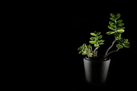 花,植物,兰花,性质,春天,绿色,百合 花,植物,兰花,性质,春天,绿色,百合