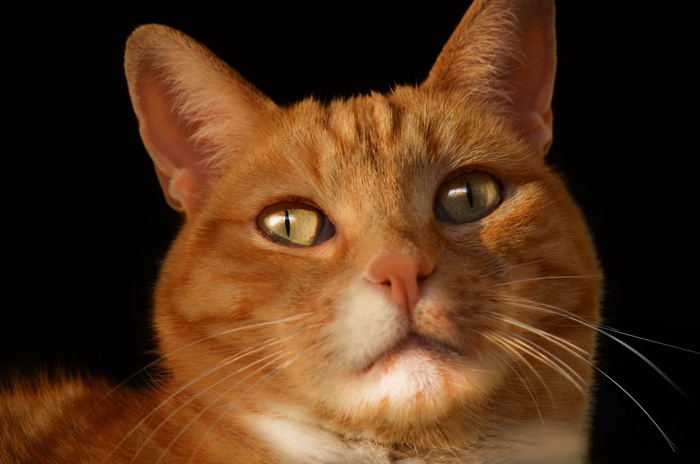 猫，宠物，猫的，动物，晶须，虎斑猫