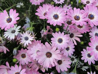 花卉，植物，花园