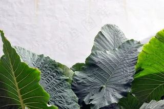 红掌叶，绿色，叶子，植物