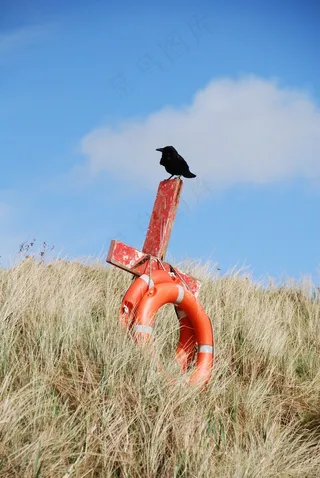 保存十字架，鸟，海滩