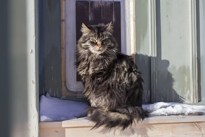 猫，冷轧，冬季，动物，宠物，猫科动物，毛皮，冰，雪