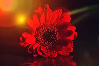 非洲菊，花，开花，schnittblume，植物