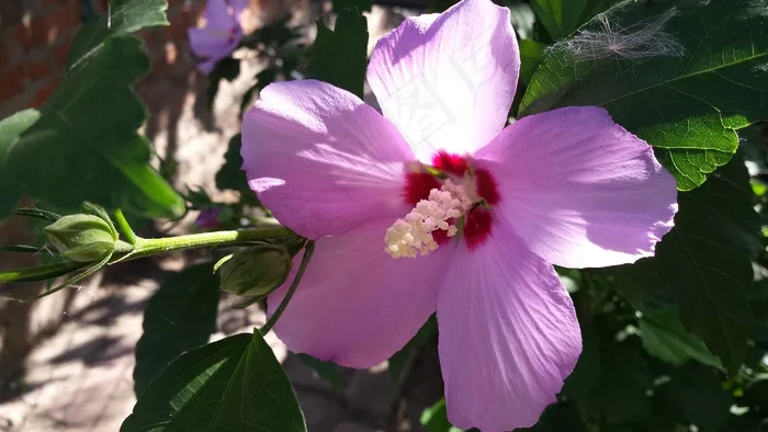 芙蓉花，粉红色，夏天，鲜花，太阳，自然
