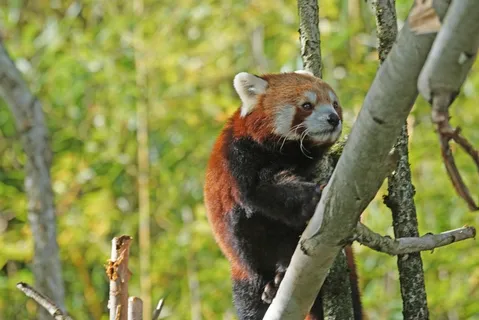 熊猫，登山者，Purry，可爱