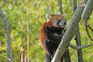 熊猫，登山者，Purry，可爱