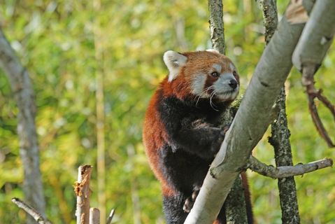 熊猫,登山者,Purry,可爱 熊猫,登山者,Purry,可爱