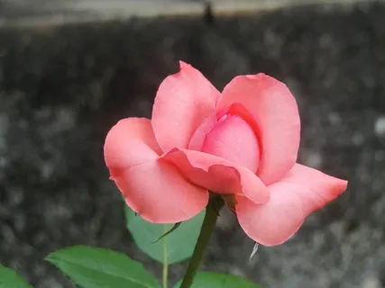 花,罗莎,性质,玫瑰丛,植物,按钮 花,罗莎,性质,玫瑰丛,植物,按钮