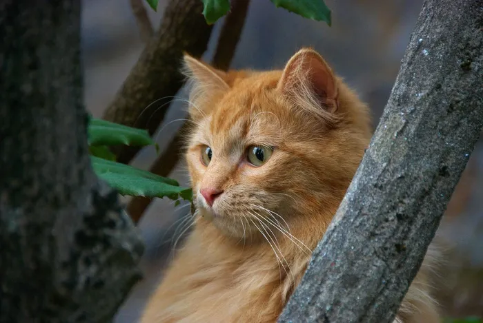 红猫，猫，猫的画像