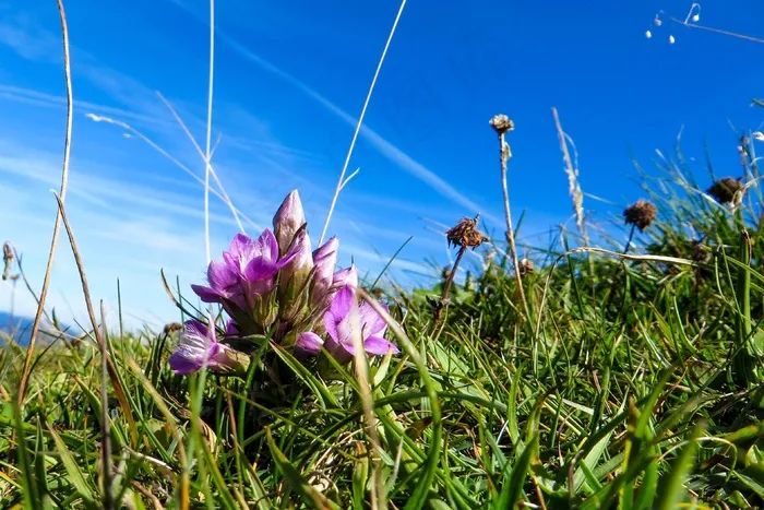 花，开花，龙胆，关闭，高山