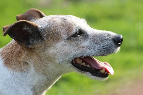 狗头,关闭,帕森罗素梗犬,头,动物 狗头,关闭,帕森罗素梗犬,头,动物