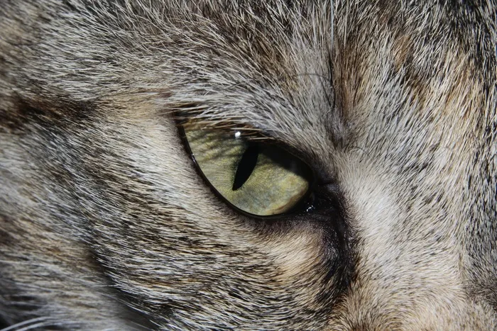 猫，猫的眼睛，关闭，可爱，美丽，动物世界