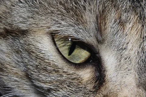 猫,猫的眼睛,关闭,可爱,美丽,动物世界 猫,猫的眼睛,关闭,可爱,美丽,动物世界