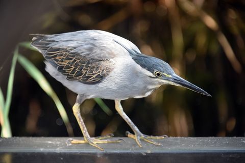 纹鹭，鸟类，动物区系，鸟类学，笔，自然