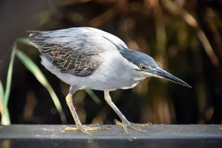 纹鹭，鸟类，动物区系，鸟类学，笔，自然
