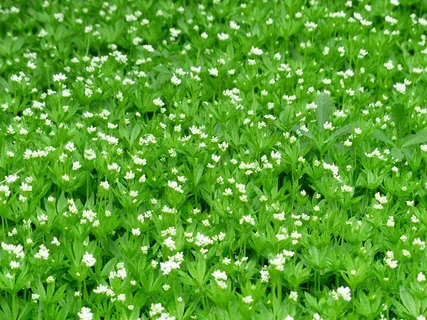 伍德拉夫，开花，白，叶，秸秆，绿色