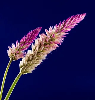 开花，花，野花，关闭