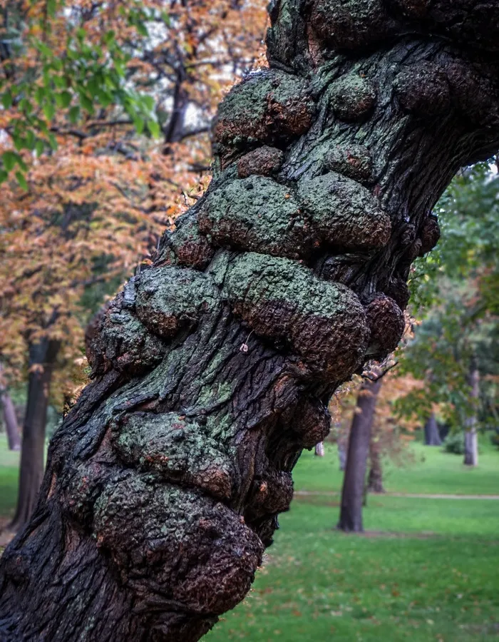 森林，秋，草坪，性质，植被，绿色，叶子