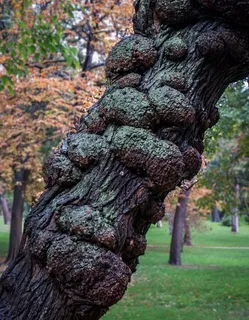 森林，秋，草坪，性质，植被，绿色，叶子