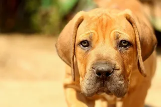 Boerboel，花生斗牛犬，狗，小狗，藏ast，动物