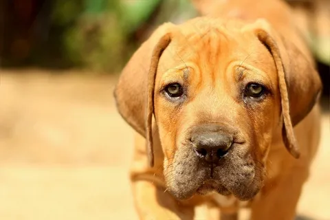 Boerboel,花生斗牛犬,狗,小狗,藏ast,动物 Boerboel,花生斗牛犬,狗,小狗,藏ast,动物