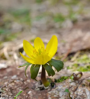 冬季，花，开花，黄色