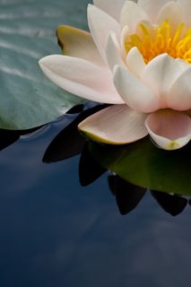 粉红色，白色，花，睡莲科，睡莲，池塘