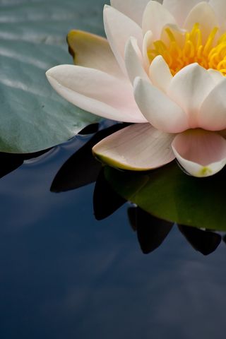 粉红色，白色，花，睡莲科，睡莲，池塘