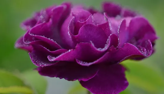 玫瑰,紫色,花,性质,花的,植物,春天 玫瑰,紫色,花,性质,花的,植物,春天