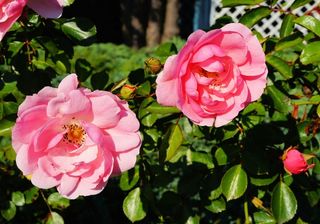 玫瑰，鲜花，红色，香，美容，浪漫，爱情