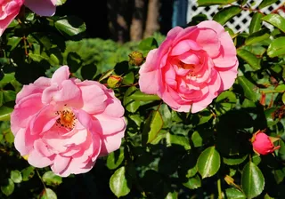 玫瑰，鲜花，红色，香，美容，浪漫，爱情