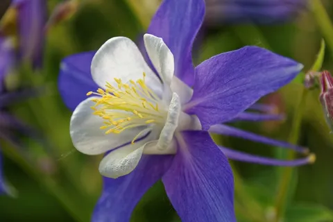 哥伦拜恩,花,开花,厂,Aquilegia 哥伦拜恩,花,开花,厂,Aquilegia