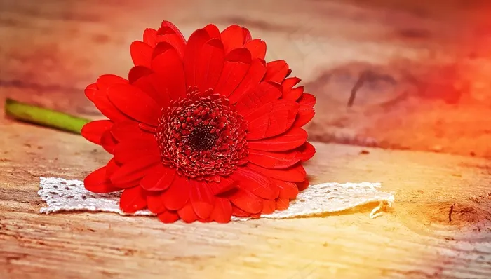 非洲菊，花，红色，Schnittblume，光，植物，木