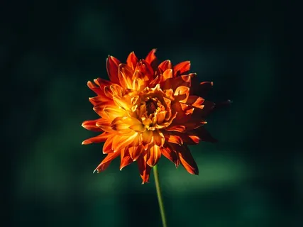 holistic natural sounds,花卉,菊花,秋菊,红菊花,大自然植物橙花 holistic natural sounds,花卉,菊花,秋菊,红菊花,大自然植物橙花