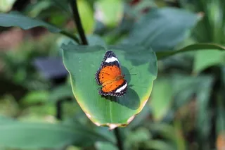 蝴蝶，动物园，昆虫