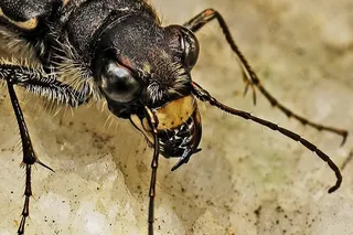虎甲虫，昆虫，宏，自然，生物学，甲虫