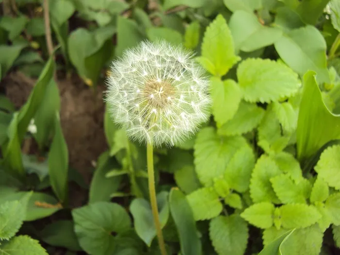 蒲公英，吹球，花，种子，蓬松，杂草