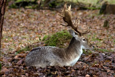 赫希，小鹿，森林，自然