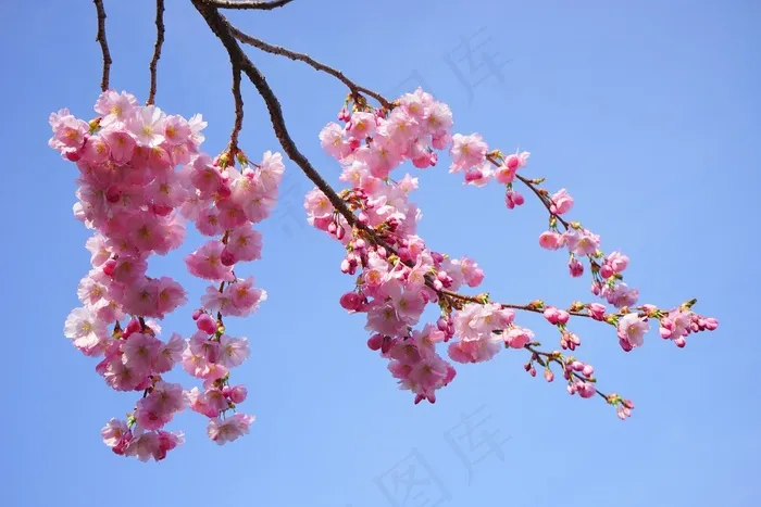 日本樱花树，花，粉红色，路