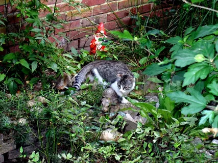 猫，自然，动物